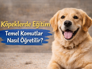 Köpeklerde Eğitim: Temel Komutlar Nasıl Öğretilir?